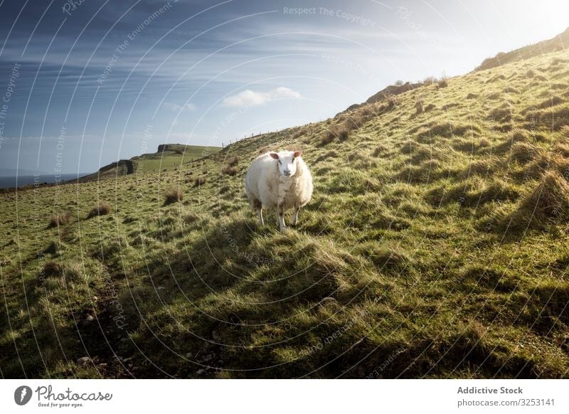 Weisses Schaf auf grünem Frühlingsfeld weiß Gras Feld Hügel Nordirland weiden Natur Rind Viehbestand Weide Wiese ländlich Ackerbau Bauernhof Säugetier Tier
