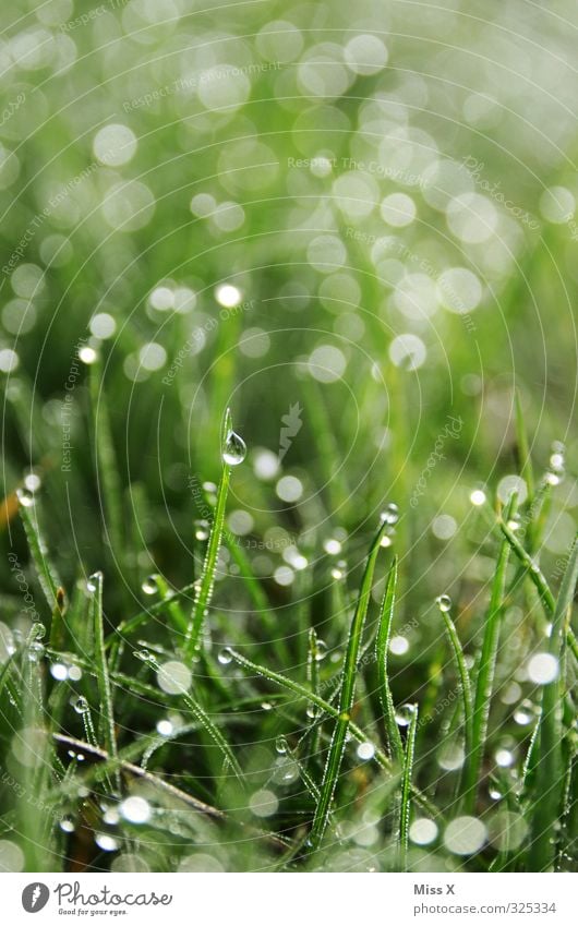 Tau auf meiner Wiese Wassertropfen Gras glänzend nass grün Punkt Farbfoto Außenaufnahme Nahaufnahme Muster Menschenleer Textfreiraum oben Morgen Morgendämmerung