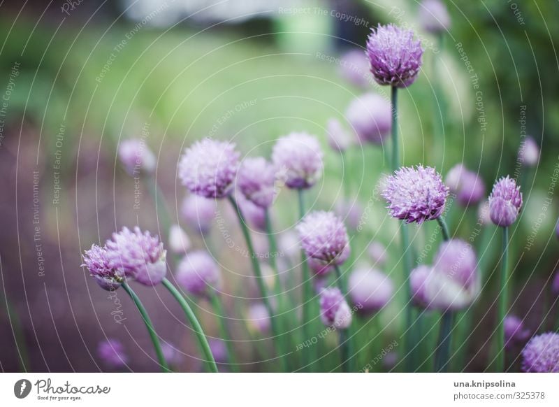 schnittläucher Kräuter & Gewürze Pflanze Blüte Garten frisch Gesundheit lecker natürlich wild grün violett Farbfoto Außenaufnahme Nahaufnahme Detailaufnahme