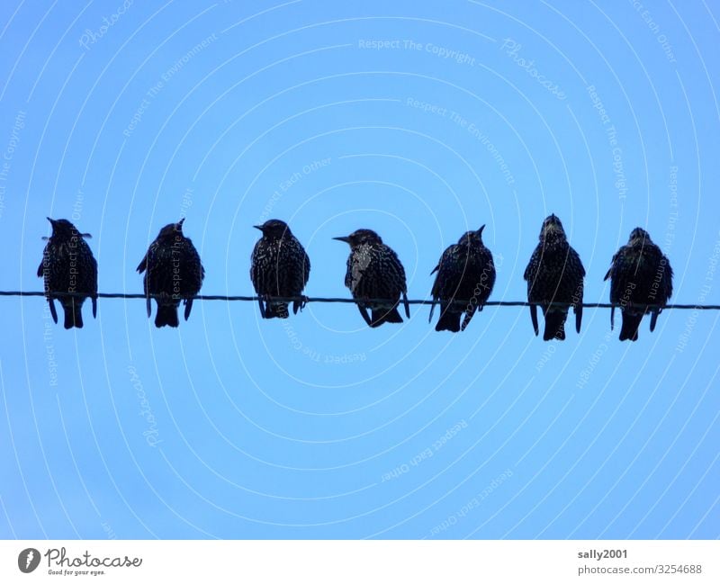Starversammlung... Vogel Singvogel Gruppe sitzen versammeln Leitung Draht Stromleitung Kommunikation Himmel zwitschern singen Abstand nebeneinander schwarz