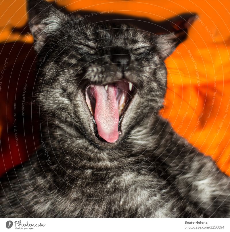 Katzenzunge Wohlgefühl Erholung Wohnung Haustier Tiergesicht atmen schlafen warten Häusliches Leben ästhetisch wild weich orange schwarz Stimmung Leidenschaft