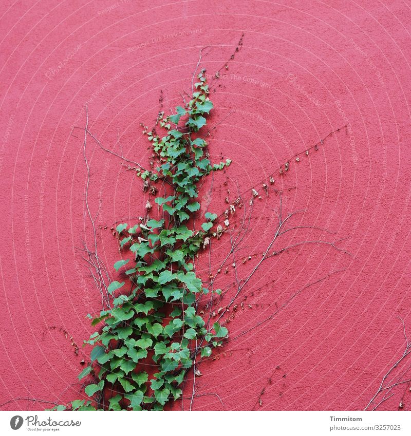 Wachstum Umwelt Pflanze Efeu Karlsruhe Haus Industrieanlage Mauer Wand Fassade ästhetisch verrückt grün rot Gefühle Kraft Spuren Farbfoto Außenaufnahme