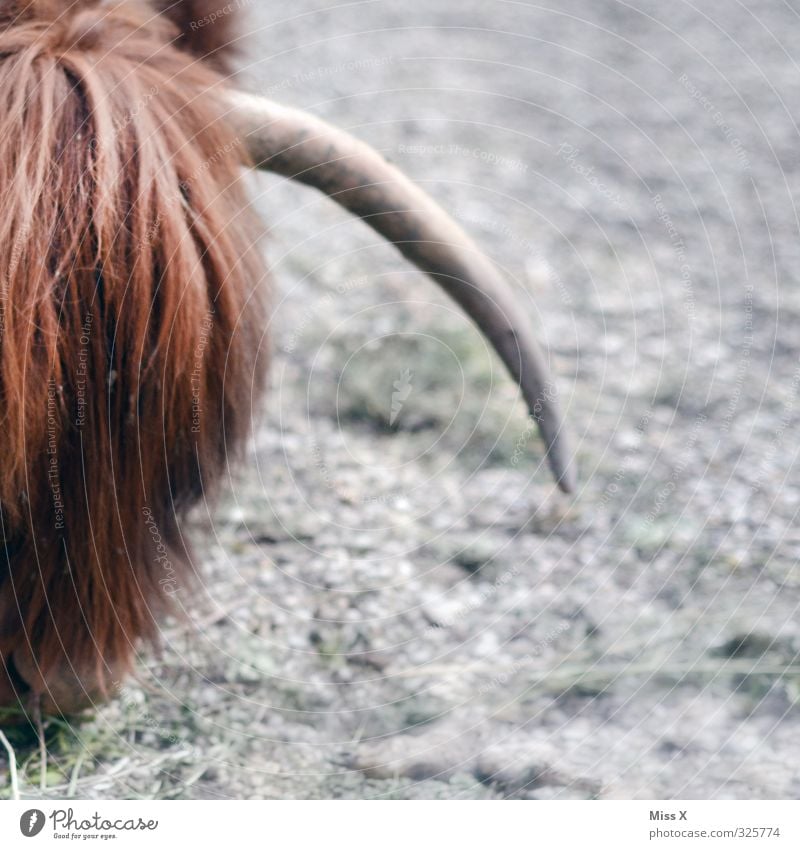Horn Tier Nutztier Kuh Fell 1 Fressen buschig Haare & Frisuren Pony Spitze gefährlich wild Vieh Viehzucht Viehhaltung Rind Highlander Farbfoto Außenaufnahme