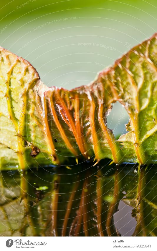 Grün. Blatt. Spiegelung. Natur Pflanze Grünpflanze exotisch ästhetisch grün Farbfoto Außenaufnahme Nahaufnahme Detailaufnahme Makroaufnahme Textfreiraum oben