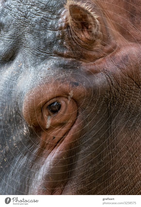 Kopf eines Nilpferds mit faltiger Haut adult afrikanisch alter tier tierschutz aquatisch hintergrund schön biodiversität bulle ruhig gefahr gefährlich detail
