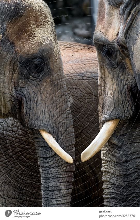 Afrikanische Elefanten Kopf an Kopf afrika afrikanisch afrikanischer elefant tier tierschutz hintergrund biodiversität bulle ruhig konversation unterhaltung