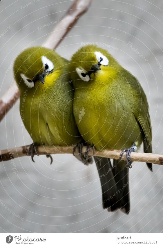 Zwei kleine grüne Vögel sitzen auf Ast nahe beisammen tier tierschutz artenschutz aufmerksam schnabel biodiversität vögel vogel zweig pause nähe nahaufnahme