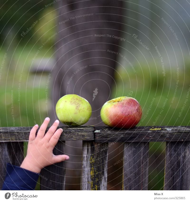 Apfelernte Lebensmittel Ernährung Garten Mensch Kind Kleinkind Hand Finger 1 1-3 Jahre 3-8 Jahre Kindheit Herbst frisch Gesundheit lecker süß Gefühle