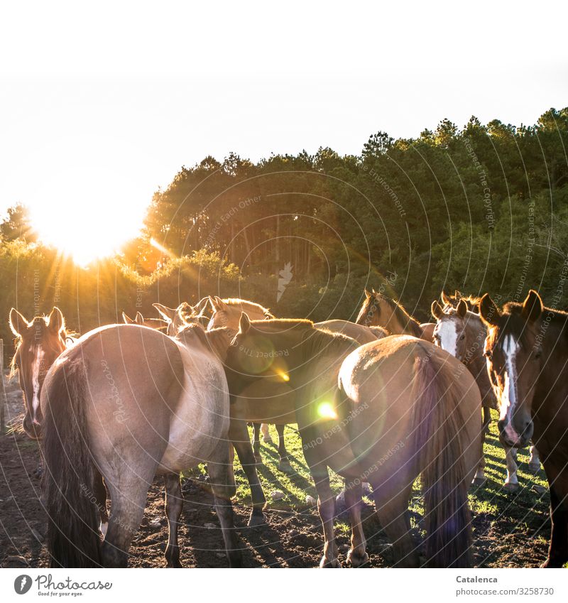 Pferde stehen in der Koppel am Abend und warten Natur Pflanze Tier Himmel Sonne Sommer Schönes Wetter Baum Gras Weide Nutztier Tiergruppe beobachten schön braun