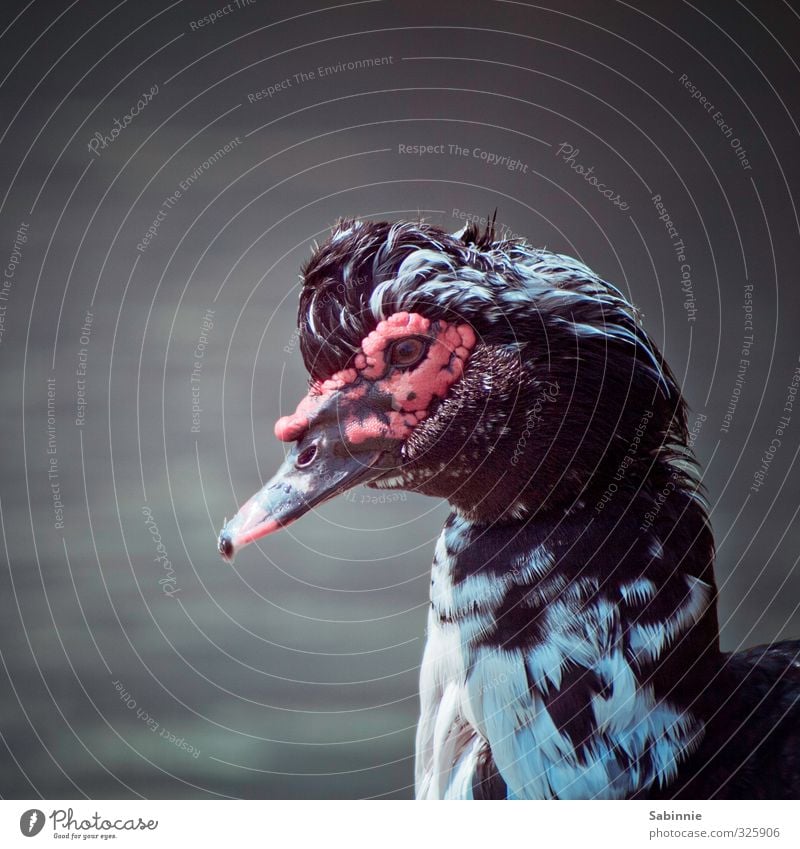 Tier | UFO Wildtier Vogel Tiergesicht Ente Kopf Schnabel Auge Haare & Frisuren Feder 1 Blick außergewöhnlich Farbfoto Gedeckte Farben Außenaufnahme Nahaufnahme