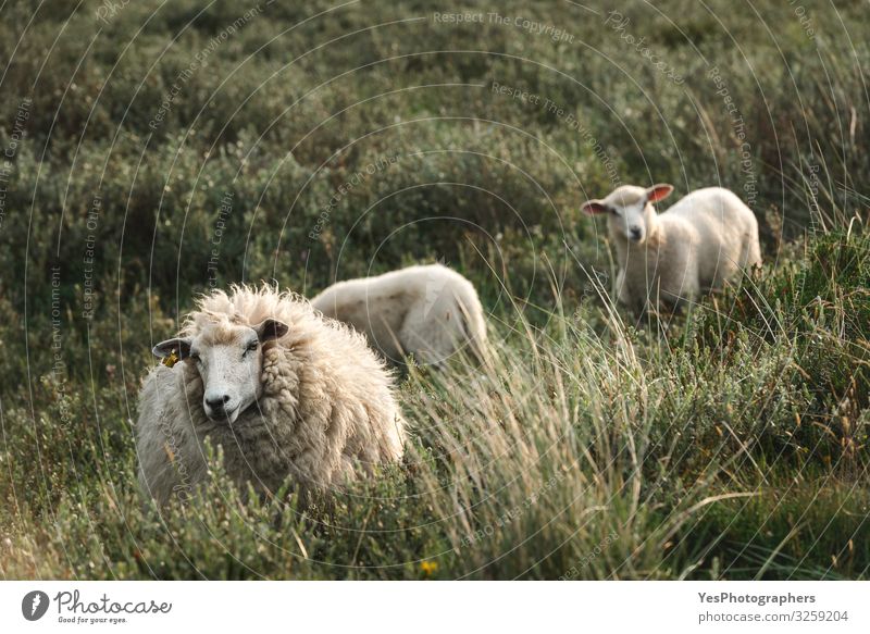 Weiße Schafe und Lämmer im hohen Gras auf der Sylter Insel Nordhof Nordsee Tier Tierfamilie Fressen stehen niedlich Friesland Deutschland Schleswig-Holstein