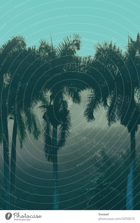 palmen im nebel 2 - kuba Lifestyle Leben Ferien & Urlaub & Reisen Tourismus Ausflug Insel Natur Landschaft Pflanze Urelemente Klima Wetter Nebel Baum Blatt