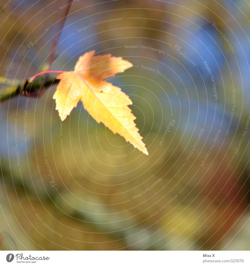 Herbst Blatt dehydrieren gelb Herbstlaub herbstlich Herbstfärbung Herbstbeginn Ast Zweig Sonnenlicht mehrfarbig Außenaufnahme Nahaufnahme Menschenleer