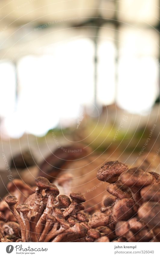 Pülze Pilz Hafenstadt Altstadt Fußgängerzone Marktplatz Essen frisch Gesundheit lecker braun kaufen Natur Umwelt Farbfoto Außenaufnahme Menschenleer