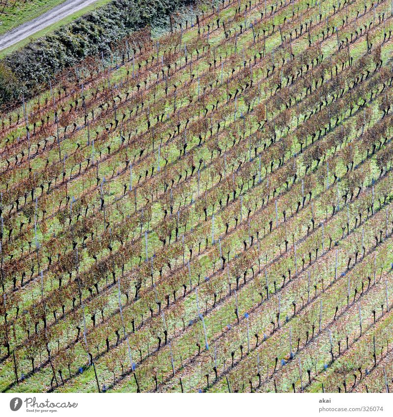 Rebgelände am Tuniberg bei Freiburg Feld Landwirt Landwirtschaft Wein Weinreben Weinbau Weinberg Reben Natur Außenaufnahme Wachstum Weingut ländlich Arbeit