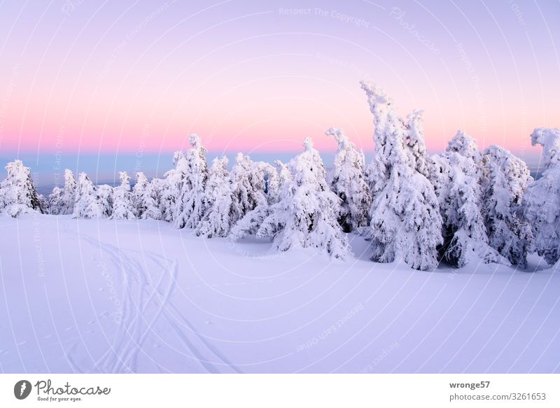 Brockengipfel im Winter VIII Natur Landschaft Pflanze Himmel Wolkenloser Himmel Baum Fichte Fichtenwald Wald Berge u. Gebirge Harz hoch kalt blau violett weiß