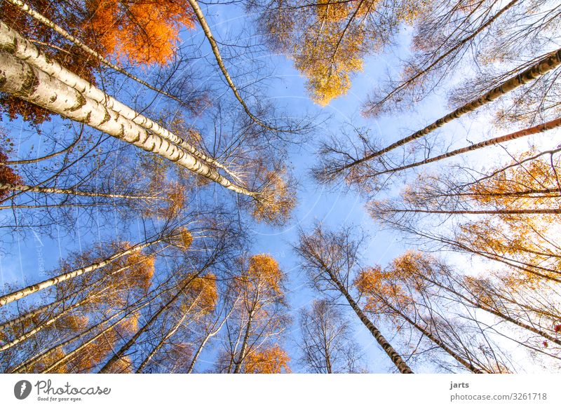 himmelsblick Natur Landschaft Pflanze Himmel Herbst Schönes Wetter Baum Blatt Wildpflanze Wald außergewöhnlich fantastisch frisch hell hoch natürlich blau gelb