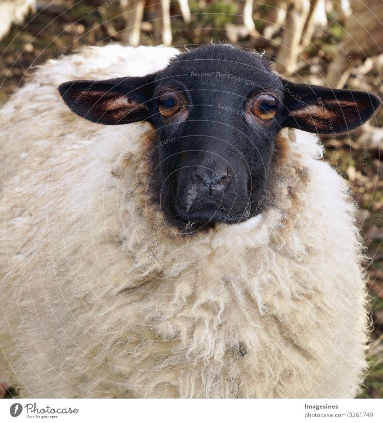Schafstrauer#Schaf#Trauer Landwirtschaft Forstwirtschaft Tier Haustier Nutztier Schafswolle 1 Traurigkeit skurril "Nahaufnahme traurig große Trauer