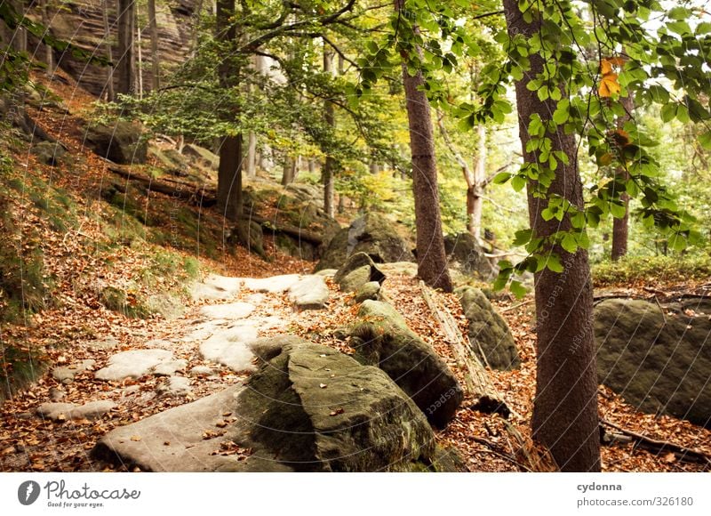 Steiniger Weg Wohlgefühl ruhig Ferien & Urlaub & Reisen Ausflug Abenteuer Freiheit Berge u. Gebirge wandern Umwelt Natur Landschaft Herbst Baum Wald Felsen