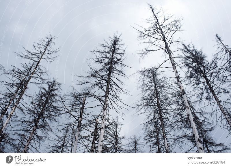 Abgelebt Umwelt Natur Landschaft Wolken Baum Wald ästhetisch Stress Beratung Einsamkeit Ende Endzeitstimmung bedrohlich Gesundheit kalt Misserfolg nachhaltig
