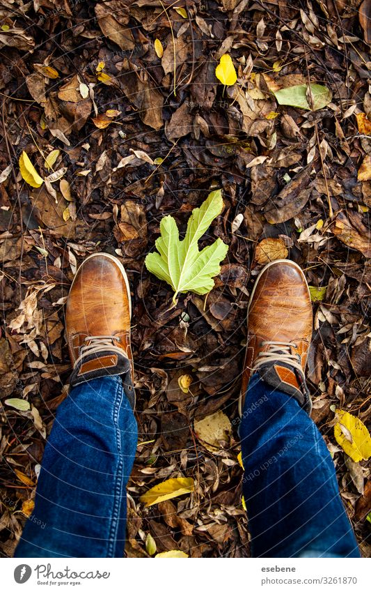 Füße in abgefallenen Blättern Lifestyle Stil wandern Mensch Frau Erwachsene Mann Fuß Natur Herbst Blatt Park Wald Mode Jeanshose Schuhe Stiefel Turnschuh