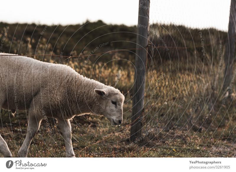 Lamm, das den Bauernhofzaun überquert. Nordweiße Schafe auf der Insel Sylt Sommer Ostern Gras Moos Nordsee Nutztier 1 Tier Tierjunges niedlich Abenteuer