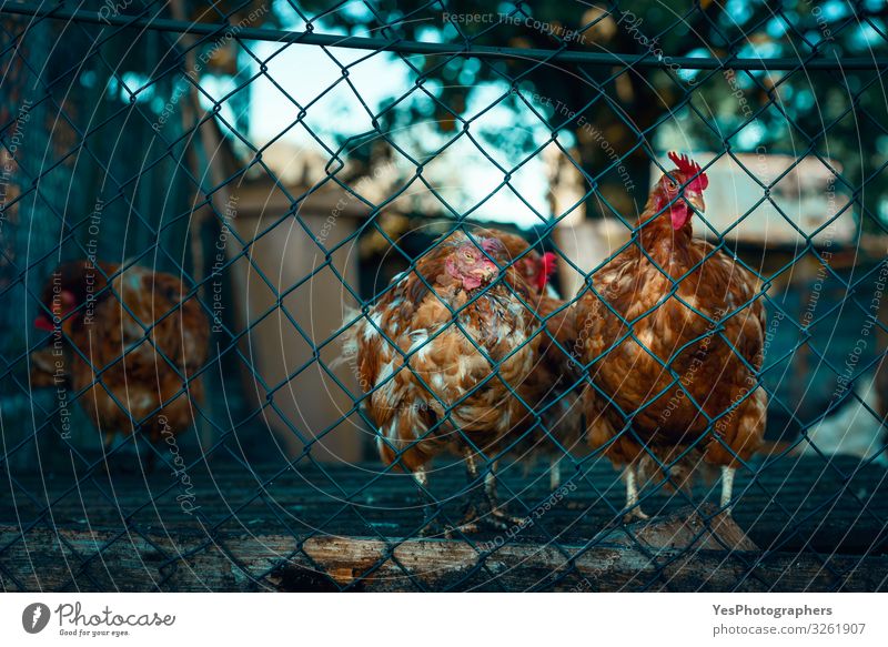 Rote Hühner hinter einem Zaun. Mausernde Hühner auf einem deutschen Bauernhof Tier Nutztier Vogel Tiergruppe trist braun Gefühle Stimmung Sicherheit Stress