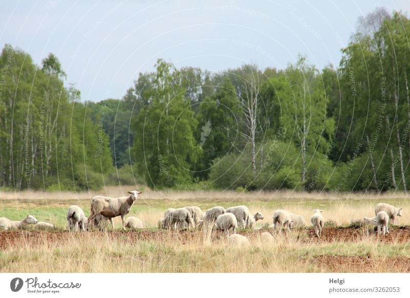 Schafe auf Futtersuche in einer Moorlandschaft Umwelt Natur Landschaft Pflanze Tier Wolkenloser Himmel Frühling Schönes Wetter Baum Sumpf Nutztier Schafherde