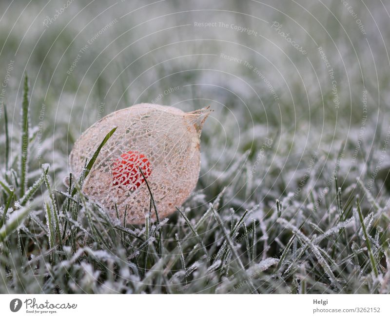 Frucht einer Physalis mit netzartiger Hülle und Raureif liegt im gefrorenen Gras Umwelt Natur Pflanze Winter Eis Frost Garten frieren liegen authentisch
