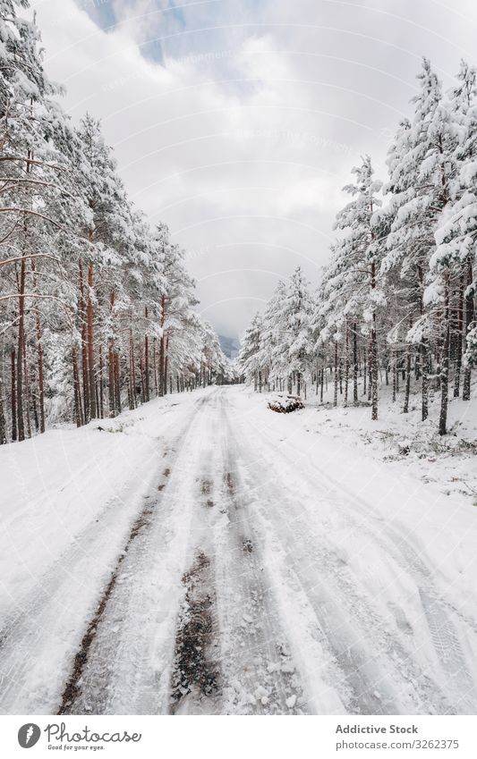 Winter verschneite leere Landstraße Straße Schnee wolkig trist Wald Baum gefroren kalt neblig Natur Reise Saison Frost Nebel Wetter bedeckt weiß Landschaft Weg