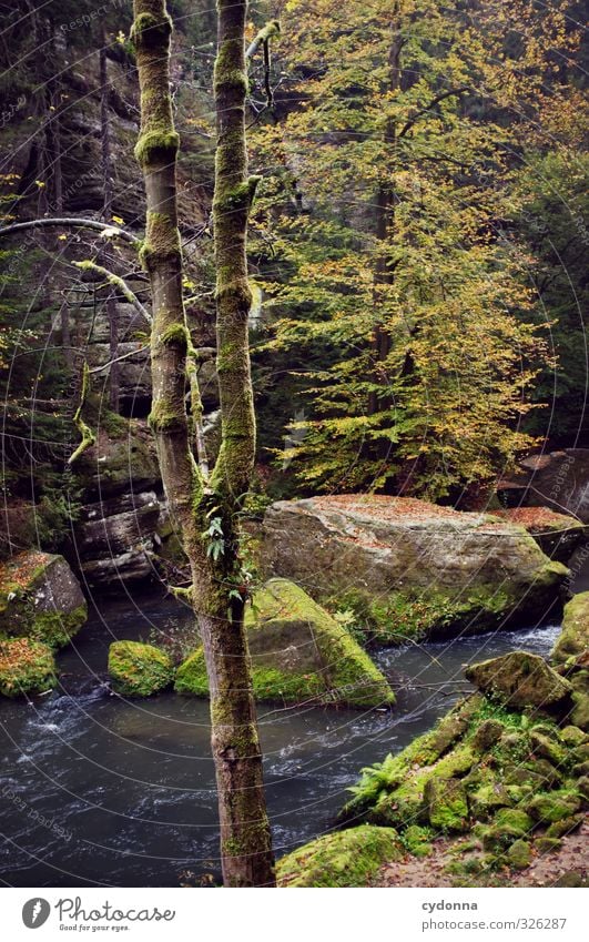 Wildnis Ferien & Urlaub & Reisen Ausflug Abenteuer wandern Umwelt Natur Landschaft Herbst Baum Wald Felsen Bach einzigartig erleben Freiheit geheimnisvoll