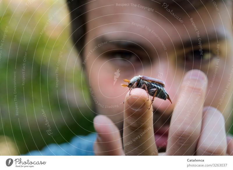 Maikäfer sitzt auf der Fingerspitze des jungen Mannes Portrait Person Junger Mann Hände Fauna Natur Tier Garten Insekt Käfer Frühling krabbeln schauen Tag
