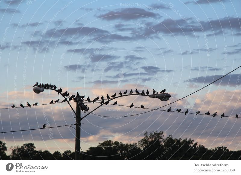 Birds on a wire Wildtier Vogel Taube Schwarm hocken sitzen warten blau schwarz Ausdauer bescheiden ruhig Straßenbeleuchtung Kabel Wolken Abenddämmerung Farbfoto