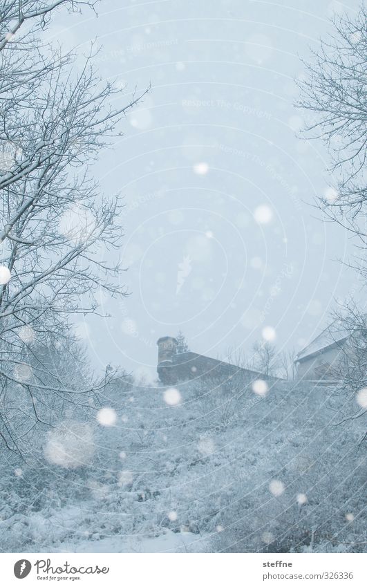 Weiße Weihnacht Winter kalt Wartburg Wald Schneefall Schneeflocke Farbfoto