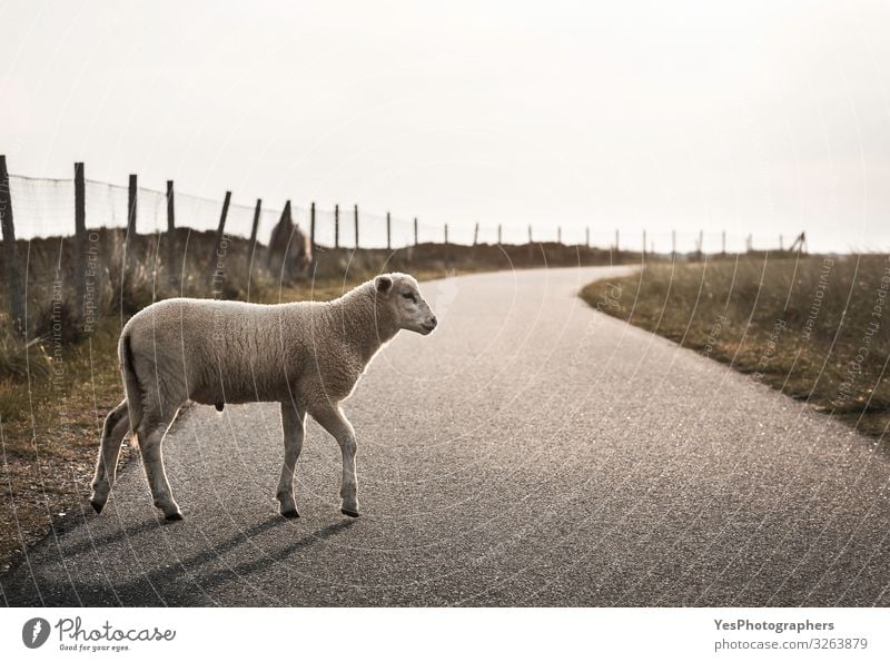 Schafe auf der Straße. Lamm, das auf einer Gasse läuft. Baby Schafe überqueren Straße Sommer Landschaft Nordsee Wege & Pfade Tier Nutztier 1 Tierjunges frei