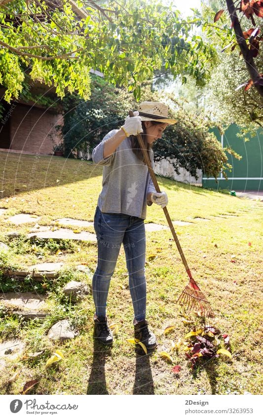 Junge Frau, die im Hinterhof arbeitet und das Herbstlaub der Eiche mit grünem Rasen sammelt Werkzeug Gerät heimwärts außerhalb Arbeit 1 Saison Aktivität