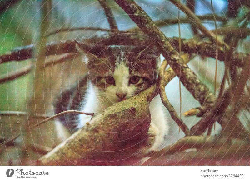 Süßes verirrtes Kätzchen klettert auf einen Baum Klettern Bergsteigen Baby Haustier Wildtier Katze 1 Tier Tierjunges niedlich wild braun grau schwarz weiß ruhen