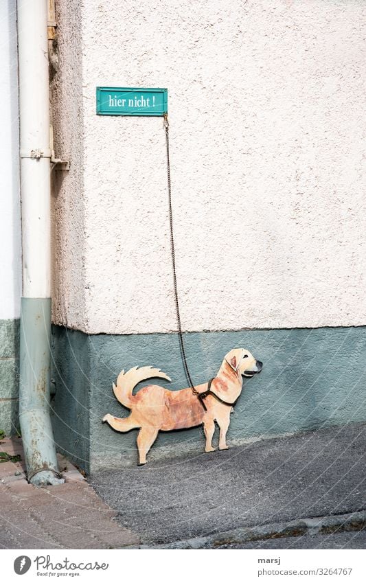 Nein wirklich nicht! Tier Hund 1 Hier nicht Verbote Schilder & Markierungen Hinweisschild Warnschild türkis Verbotsschild Hundeleine an der Leine Bürgersteig
