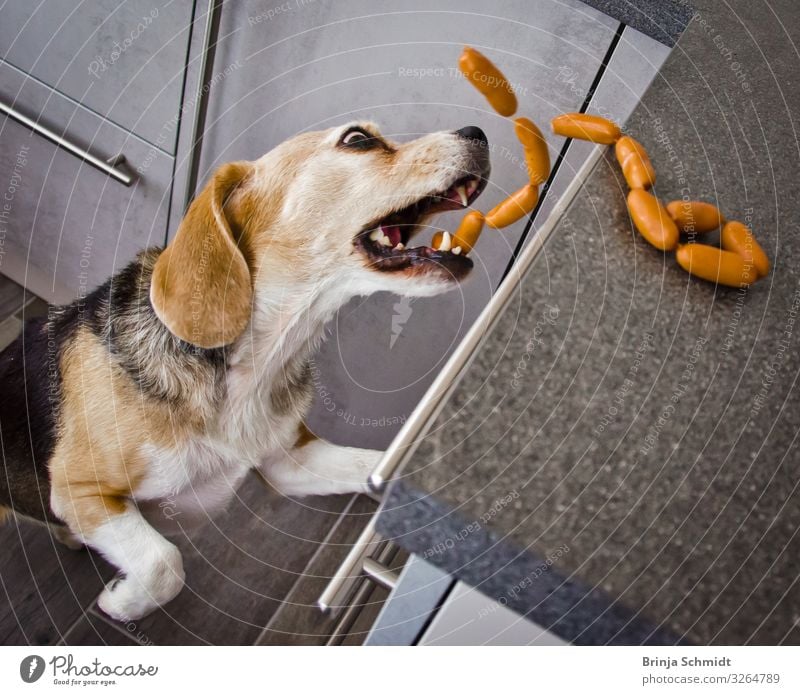 Ein frecher Beagle stiehlt in der Küche Würstchen Wurstwaren Haustier Hund Tiergesicht 1 Essen fangen Fressen füttern Jagd lachen Fröhlichkeit lecker lustig