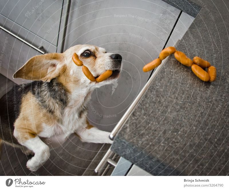 Ein frecher Beagle stiehlt in der Küche Würstchen Wurstwaren Haustier Hund 1 Tier Bewegung Essen fangen Fressen füttern Jagd authentisch Coolness Erfolg