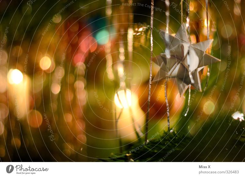 Fröbelstern Weihnachten & Advent leuchten glänzend Stern (Symbol) Papier Papierstern Weihnachtsdekoration Weihnachtsbeleuchtung Weihnachtsbaum Tannenzweig
