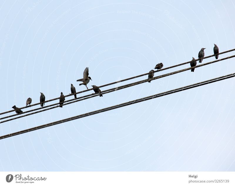 mehrere Stare sitzen auf einer Stromleitung Tier Wildtier Vogel Schwarm Kabel Metall Linie Bewegung Blick ästhetisch klein blau grau schwarz einzigartig Pause