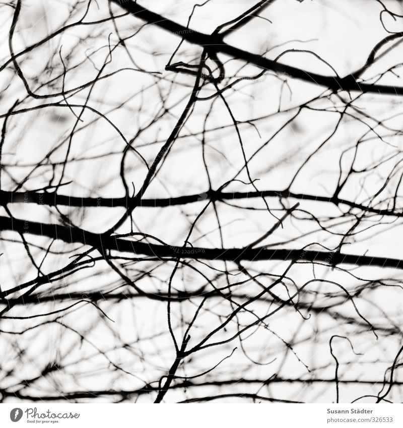 netzwerken Natur Umarmen Ast verzweigt Netzwerk durcheinander verdrahtet Baum Zweige u. Äste chaotisch Linie Muster halt geben Schwarzweißfoto Außenaufnahme