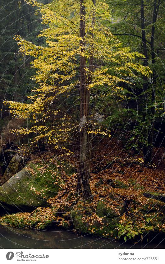 Blattgelb Ausflug Abenteuer wandern Umwelt Natur Herbst Baum Wald Felsen Flussufer Bach ästhetisch einzigartig Erfahrung Farbe geheimnisvoll Idylle Leben ruhig