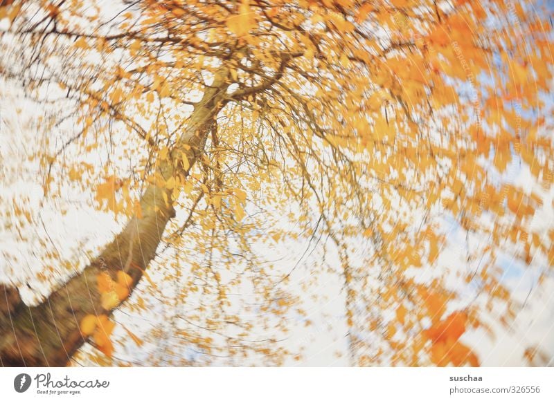 zur feier des tages .. Kunst Natur Herbst Klima Wind Baum Blatt Holz orange Bewegung Kreativität Wirbel rotieren Dynamik Farbfoto mehrfarbig Außenaufnahme