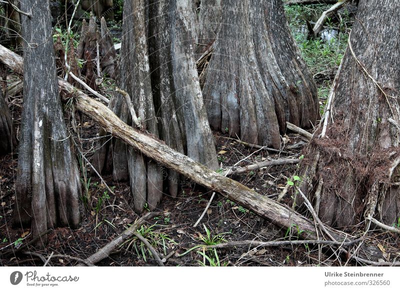 Kommen und gehen Ferien & Urlaub & Reisen Tourismus Ferne Umwelt Natur Landschaft Pflanze Wasser Frühling Baum Blatt exotisch Mangrove Urwald Moor Sumpf alt