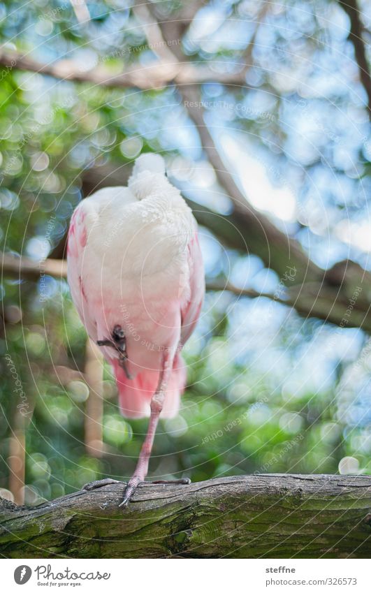 Wo hat er nur seinen Kopf? Baum Tier Wildtier Vogel 1 lustig Farbfoto Tierporträt