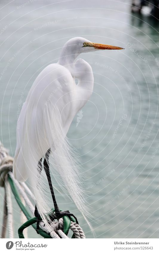 Stolzer Habitus Tier Wasser Küste Wildtier Vogel Silberreiher 1 stehen warten elegant schön weiß Wachsamkeit Haltung Körperhaltung Feder Glätte zart Schnabel