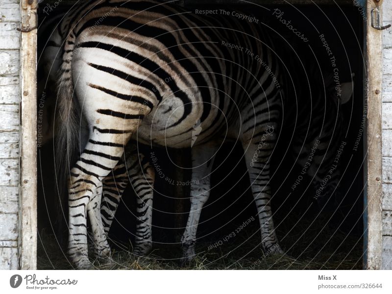 Zebrarsch Tier Wildtier 1 Fressen Schwarzweißfoto gestreift Streifen Heu Muster Menschenleer Tierporträt Rückansicht