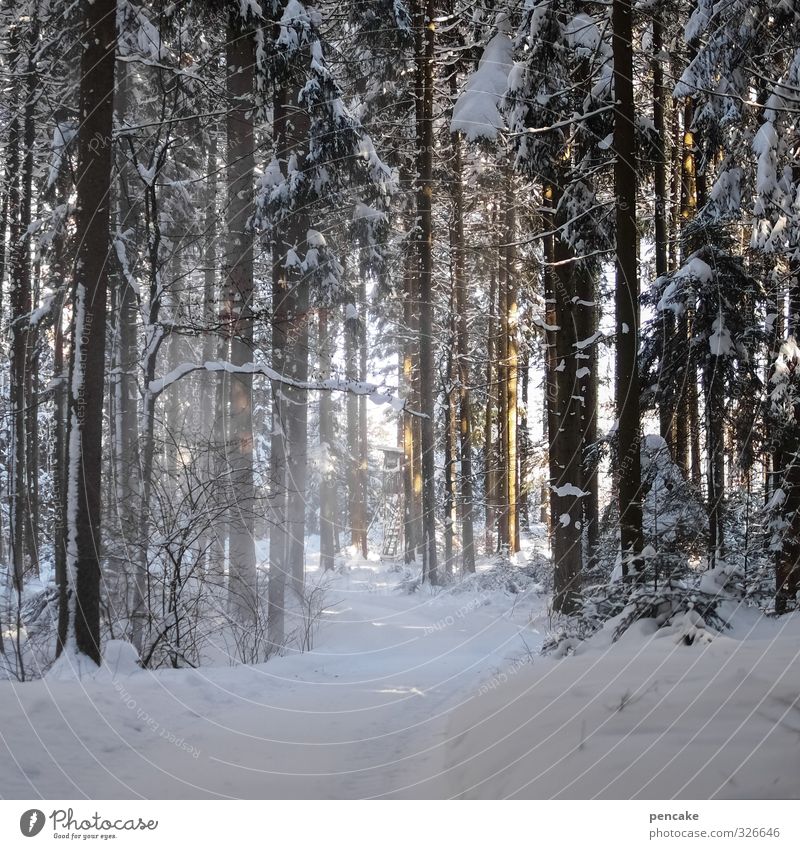 freiluftdusche Landschaft Urelemente Winter Eis Frost Schnee Schneefall Wald frisch Gesundheit kalt nass natürlich weiß Allgäu Wege & Pfade Fußweg Stranddusche